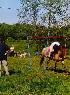 Ferme Equestre des Pres